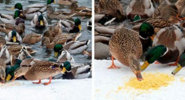 Je možné dávat semena kachnám a jak správně krmit slunečnicová semena